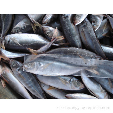 Frysta Carapau fiskhäst makrill 20 kg för grossist